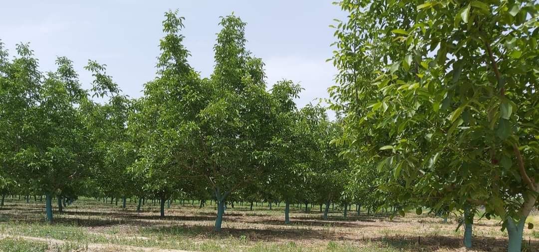 Read more about the article Καλλιέργια καρυδιάς στην Ελλάδα – Βασικές Παράμετροι  έναρξης καλλιέργιας